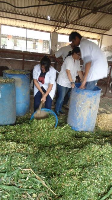 Silage making by stidents
